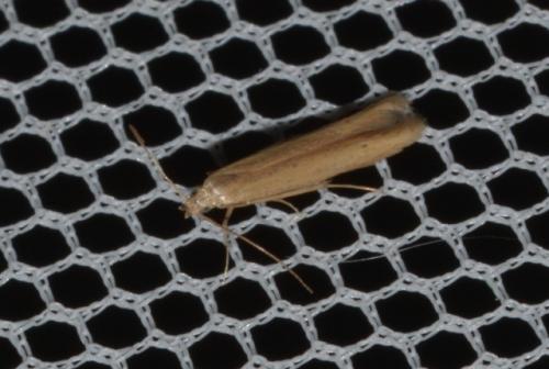 Batrachedra parvulipunctella